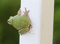 Frog Legs