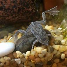 Frog Legs