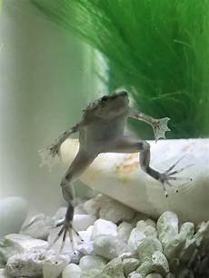 Frogs