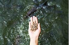 Frozen Aquaculture