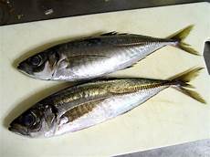 Frozen Aquaculture