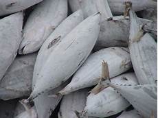 Frozen Bonito