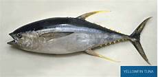 Frozen Fish Meal