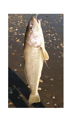 Frozen Fish