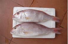 Frozen Fishes