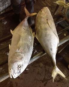 Frozen Fishes