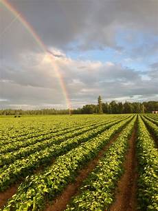 Frozen Foods And Vegetables