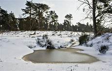 Frozen Operculum