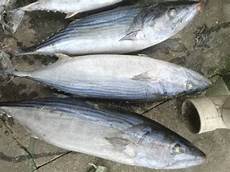 Frozen Sea Product