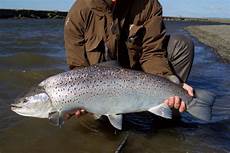 Frozen Trout