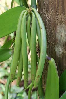 Green Beans