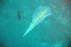 Long-Finned Squid