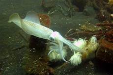 Long-Finned Squid