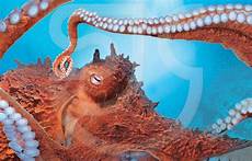Long-Finned Squid