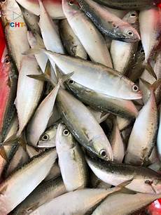 Mackerel