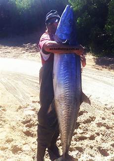 Mackerel