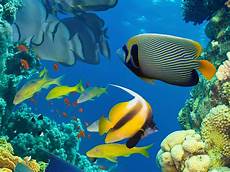 Marine Fish