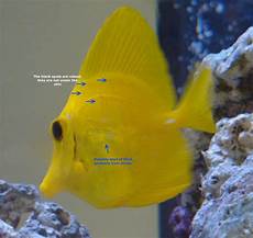 Marine Fish
