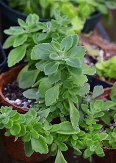 Medicinal Herbs