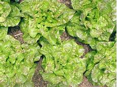 Medicinal Herbs