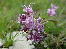 Medicinal Herbs