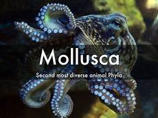 Molluscs