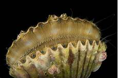 Molluscs