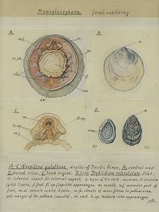 Molluscs