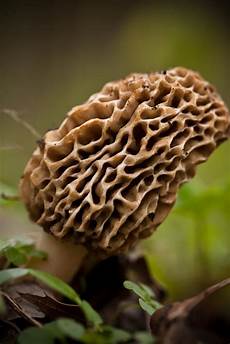 Morel Mushroom