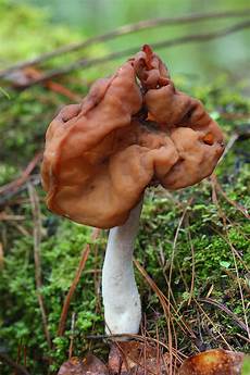 Morel Mushroom