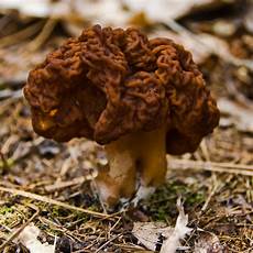 Morel Mushroom