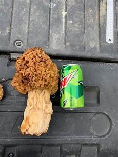 Morel Mushroom