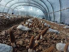 Morel Mushroom