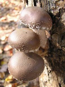 Mushroom