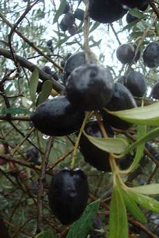 Nocellara Olives