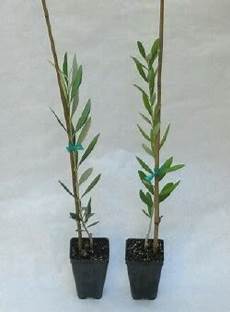 Nocellara Olives