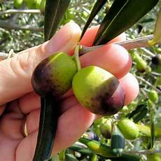 Nocellara Olives