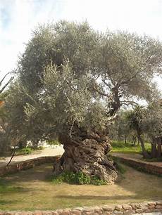 Olive Grove