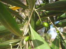 Olive Oil Tree