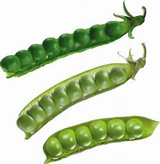 Pea