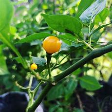 Pickled Small Hot Peppers