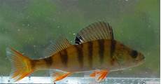 Pike Perches