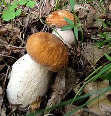 Porcini Mushroom