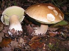 Porcini Mushroom
