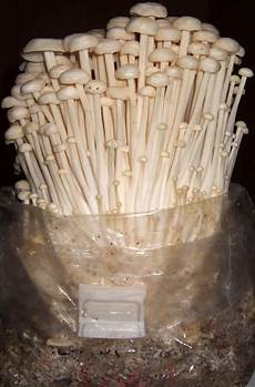 Porcini Mushroom
