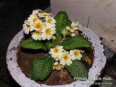 Primula Vulgaris Roots