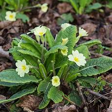 Primula Vulgaris Roots