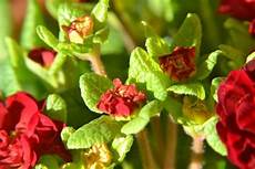 Primula Vulgaris Roots