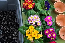 Primula Vulgaris Roots