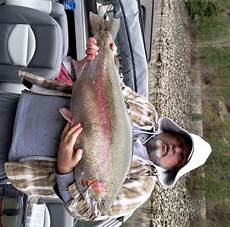 Rainbow Trout
